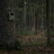 1080p Trail Camera for Outdoor and Wildlife Use